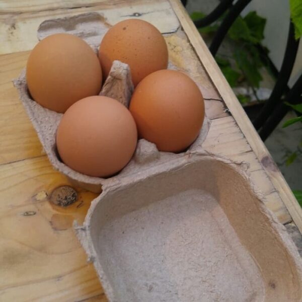 Tempat telur kertas isi 4